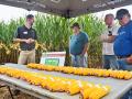 Todd Hesse (far left) of Ziegler Ag Products, shows farmers corn ears with good singulation (top row) and poor singulation. (Progressive Farmer image by Matthew Wilde)